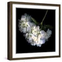 Hortenses Heart-Magda Indigo-Framed Photographic Print