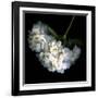 Hortenses Heart-Magda Indigo-Framed Photographic Print