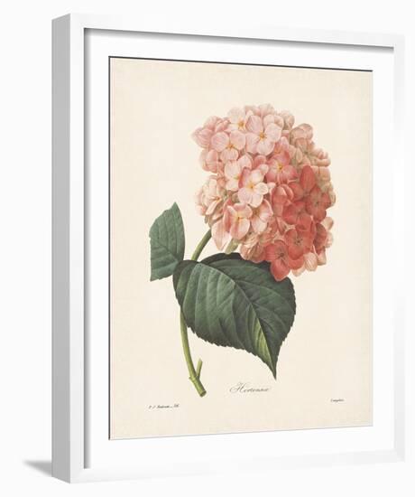 Hortensia-Pierre-Joseph Redouté-Framed Giclee Print