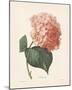 Hortensia-Pierre-Joseph Redouté-Mounted Giclee Print