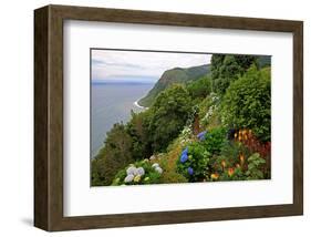 Hortensias and torch lilies on a steep slope near Nordeste, Sao Miguel Island, Azores, Portugal-null-Framed Art Print