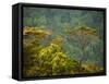 Horton Plain National Park Landscape, Sri Lanka-Ellen Clark-Framed Stretched Canvas