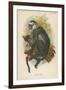 Hose's Langur-null-Framed Giclee Print