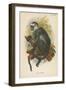 Hose's Langur-null-Framed Giclee Print