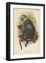 Hose's Langur-null-Framed Giclee Print