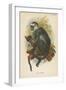 Hose's Langur-null-Framed Giclee Print