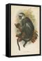 Hose's Langur-null-Framed Stretched Canvas