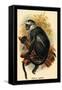 Hose's Langur-G.r. Waterhouse-Framed Stretched Canvas