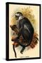 Hose's Langur-G.r. Waterhouse-Stretched Canvas