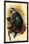 Hose's Langur-G.r. Waterhouse-Mounted Art Print