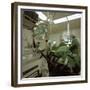 Hospital Operating Theatre, Royal Masonic Hospital, Hammersmith, London, 1980-Michael Walters-Framed Premium Photographic Print