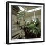 Hospital Operating Theatre, Royal Masonic Hospital, Hammersmith, London, 1980-Michael Walters-Framed Photographic Print