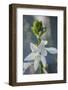 Hosta bloom-Anna Miller-Framed Photographic Print