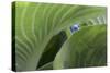 Hosta Close Up-Richard Bryant-Stretched Canvas