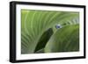 Hosta Close Up-Richard Bryant-Framed Photographic Print