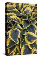 Hosta Display in Keukenhof Gardens-Darrell Gulin-Stretched Canvas