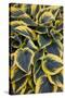 Hosta Display in Keukenhof Gardens-Darrell Gulin-Stretched Canvas