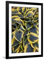 Hosta Display in Keukenhof Gardens-Darrell Gulin-Framed Premium Photographic Print