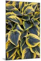 Hosta Display in Keukenhof Gardens-Darrell Gulin-Mounted Premium Photographic Print