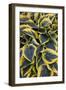 Hosta Display in Keukenhof Gardens-Darrell Gulin-Framed Photographic Print