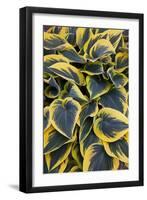 Hosta Display in Keukenhof Gardens-Darrell Gulin-Framed Photographic Print