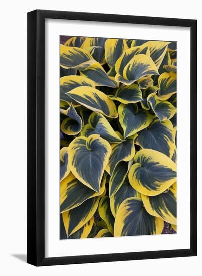 Hosta Display in Keukenhof Gardens-Darrell Gulin-Framed Photographic Print