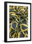 Hosta Display in Keukenhof Gardens-Darrell Gulin-Framed Photographic Print