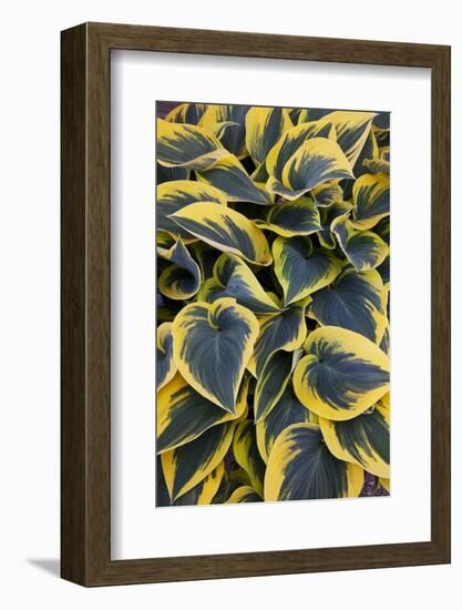 Hosta Display in Keukenhof Gardens-Darrell Gulin-Framed Photographic Print