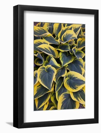 Hosta Display in Keukenhof Gardens-Darrell Gulin-Framed Photographic Print