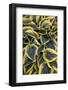 Hosta Display in Keukenhof Gardens-Darrell Gulin-Framed Photographic Print