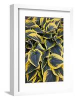 Hosta Display in Keukenhof Gardens-Darrell Gulin-Framed Photographic Print
