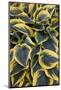 Hosta Display in Keukenhof Gardens-Darrell Gulin-Mounted Photographic Print