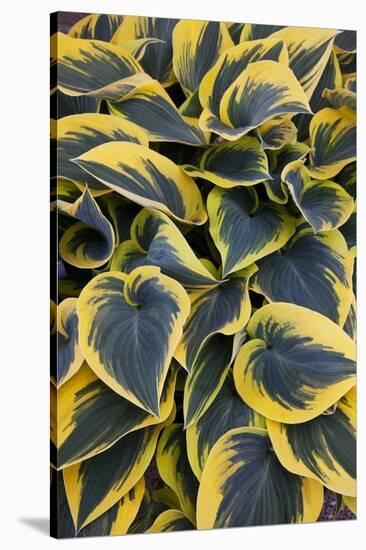 Hosta Display in Keukenhof Gardens-Darrell Gulin-Stretched Canvas