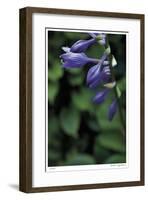 Hosta Flower Detail-Stacy Bass-Framed Giclee Print