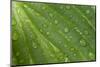 Hosta (Hosta sp.) close-up of leaf with raindrops, in garden, Norfolk, England-David Burton-Mounted Premium Photographic Print