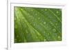 Hosta (Hosta sp.) close-up of leaf with raindrops, in garden, Norfolk, England-David Burton-Framed Photographic Print