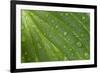 Hosta (Hosta sp.) close-up of leaf with raindrops, in garden, Norfolk, England-David Burton-Framed Photographic Print