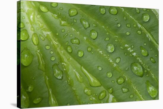 Hosta (Hosta sp.) close-up of leaf with raindrops, in garden, Norfolk, England-David Burton-Stretched Canvas