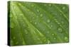 Hosta (Hosta sp.) close-up of leaf with raindrops, in garden, Norfolk, England-David Burton-Stretched Canvas