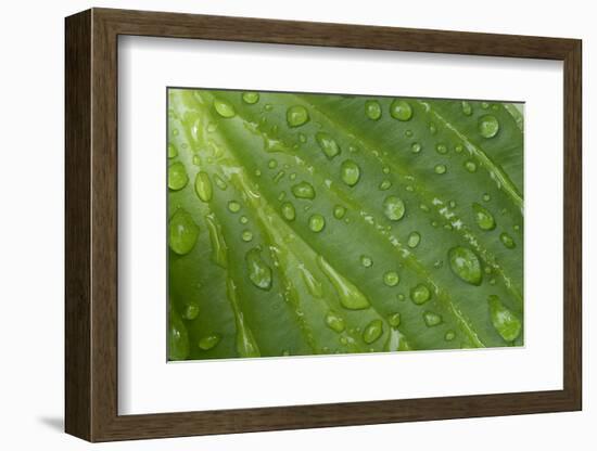 Hosta (Hosta sp.) close-up of leaf with raindrops, in garden, Norfolk, England-David Burton-Framed Photographic Print