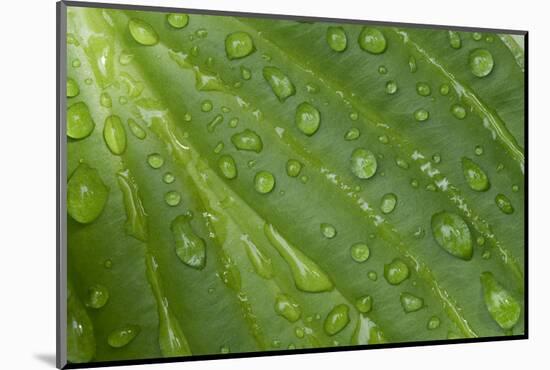 Hosta (Hosta sp.) close-up of leaf with raindrops, in garden, Norfolk, England-David Burton-Mounted Photographic Print