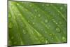 Hosta (Hosta sp.) close-up of leaf with raindrops, in garden, Norfolk, England-David Burton-Mounted Photographic Print