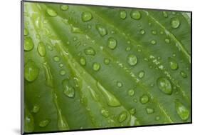 Hosta (Hosta sp.) close-up of leaf with raindrops, in garden, Norfolk, England-David Burton-Mounted Photographic Print