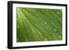 Hosta (Hosta sp.) close-up of leaf with raindrops, in garden, Norfolk, England-David Burton-Framed Photographic Print