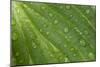 Hosta (Hosta sp.) close-up of leaf with raindrops, in garden, Norfolk, England-David Burton-Mounted Photographic Print