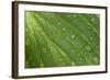 Hosta (Hosta sp.) close-up of leaf with raindrops, in garden, Norfolk, England-David Burton-Framed Photographic Print