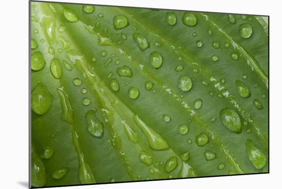 Hosta (Hosta sp.) close-up of leaf with raindrops, in garden, Norfolk, England-David Burton-Mounted Photographic Print