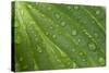 Hosta (Hosta sp.) close-up of leaf with raindrops, in garden, Norfolk, England-David Burton-Stretched Canvas