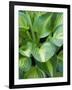 Hosta 'Joyce Trott'-Clive Nichols-Framed Photographic Print