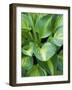 Hosta 'Joyce Trott'-Clive Nichols-Framed Photographic Print